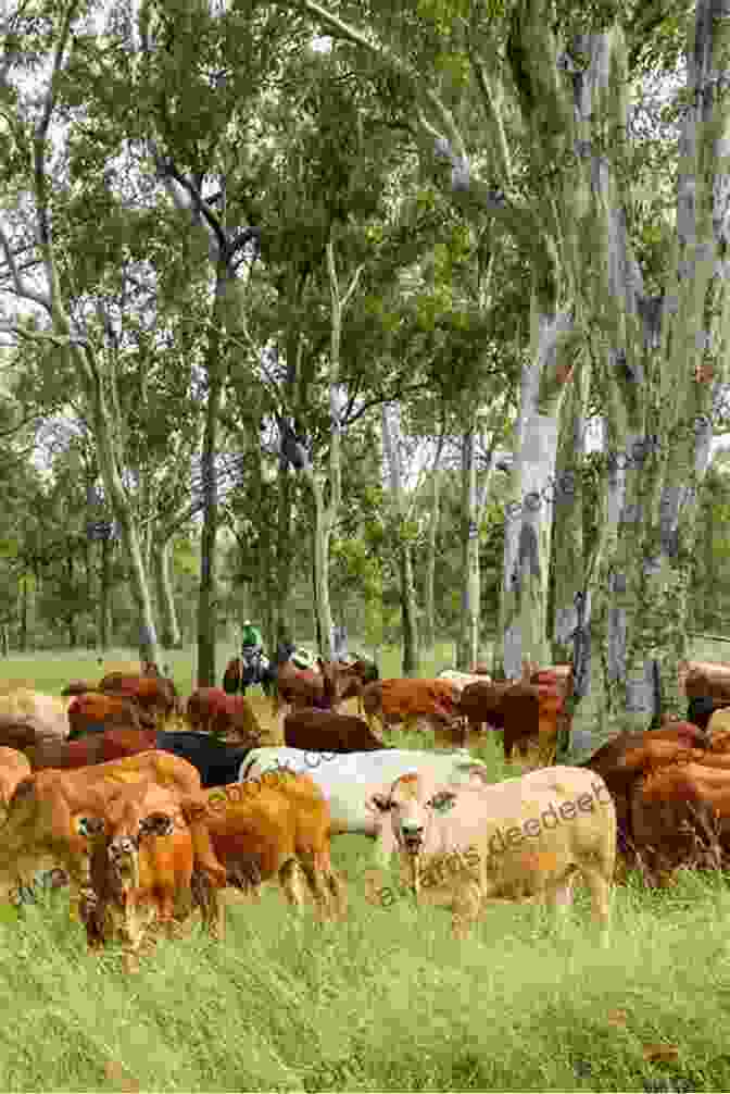 A Herd Of Australian Cattle Grazing In A Green Field Australian Cattle Dog Care Guide : Australian Cattle Care Behavior Diet Interacting Costs And Health Care