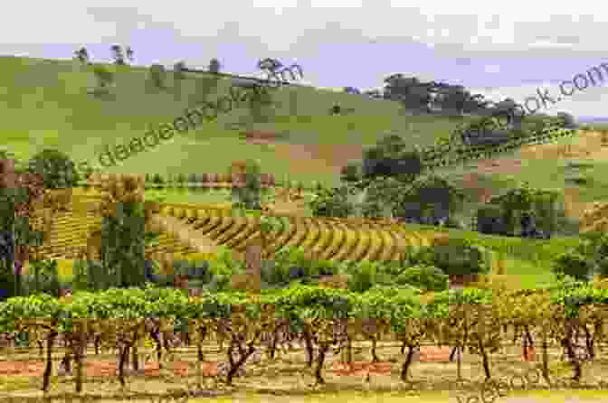 A Panoramic Vista Of The Rolling Hills, Lush Vineyards, And Sparkling Coastline Of Corsica As The Crow Flies: From Corsica To Charing Cross