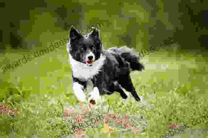 Border Collie Collins Dog Running In A Field Border Collie (Collins Dog Owner S Guide)