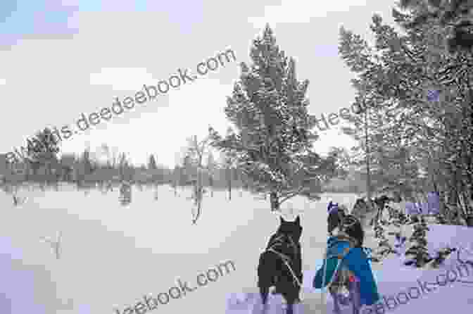 Thrilling Dog Sledding Experience Through The Snowy Landscapes Of Russia Russian Winter Thalby Guides